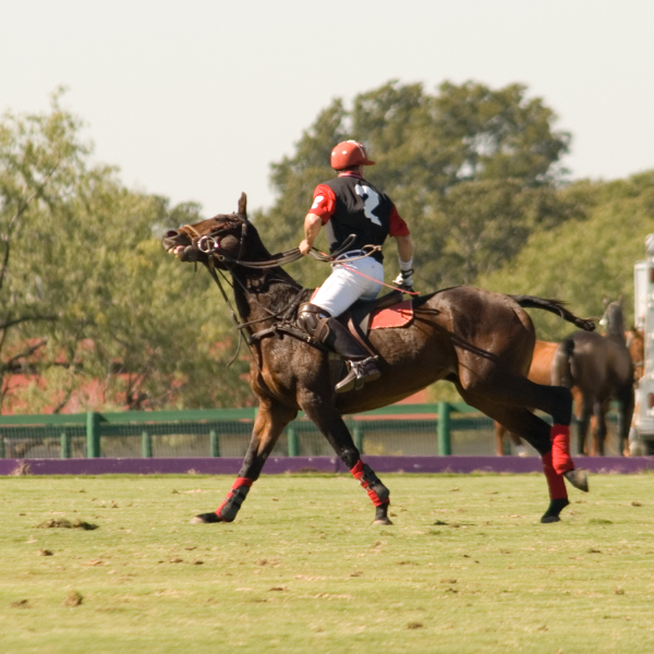 polo horse and player