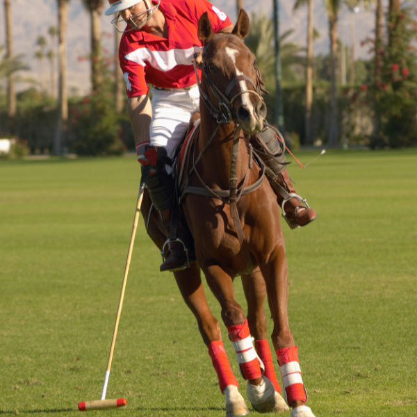 polo player on horse
